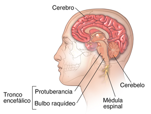 Corte transversal con vista lateral del cerebro de un hombre en la que se ven el cerebro, el cerebelo y el tronco encefálico.